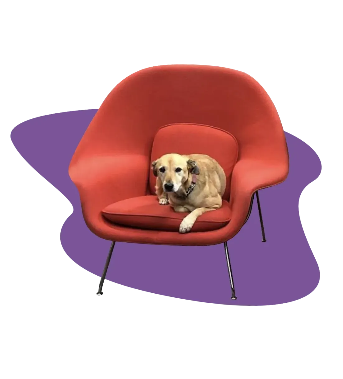 Happy dog laying in a newly restored red fabric Knoll Studio Womb Lounge Chair